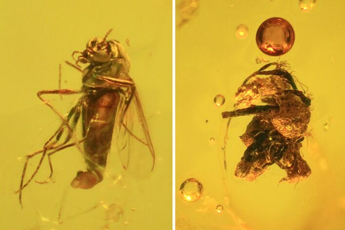 Detailed Fossil Fly (Diptera) & Oak Flower In Baltic Amber #50604